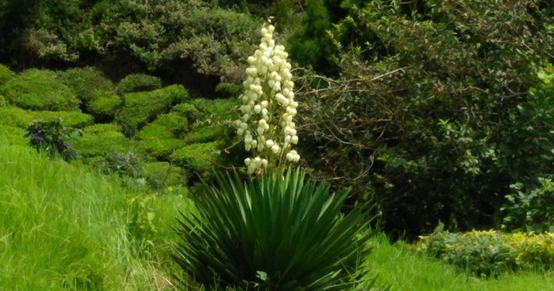 yucca