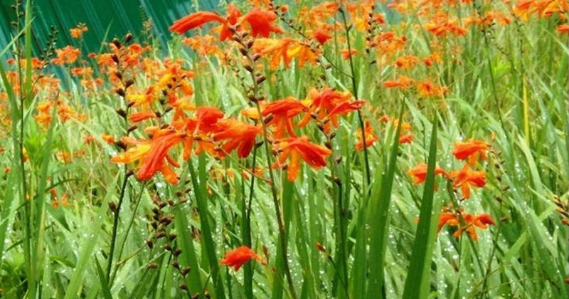 crocosmia