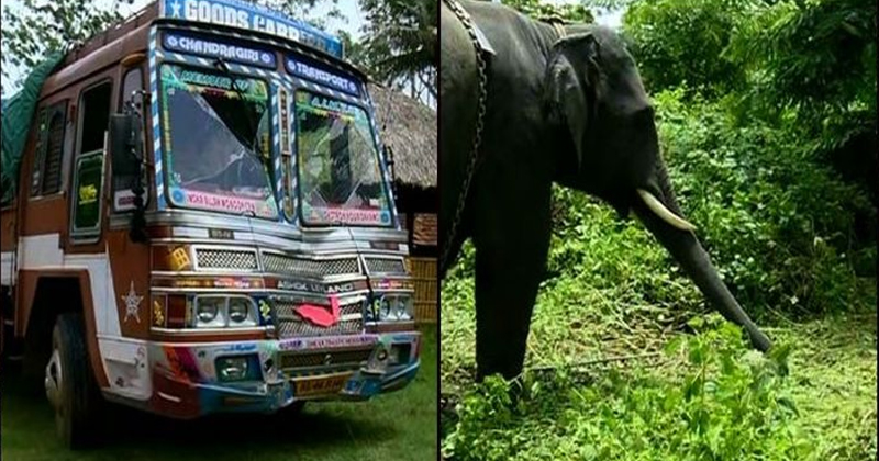 lorry hit elephant