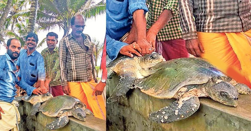 Olive ridley sea turtle