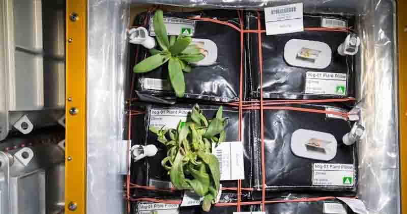 Zinnia flowers growing on Veggie on the ISS