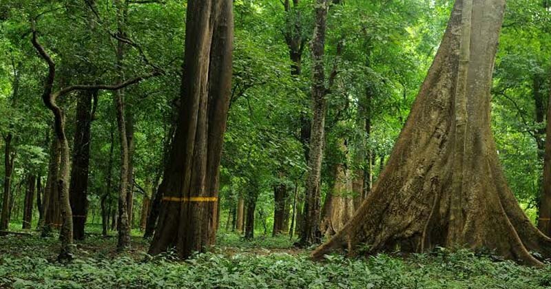 teak plantation